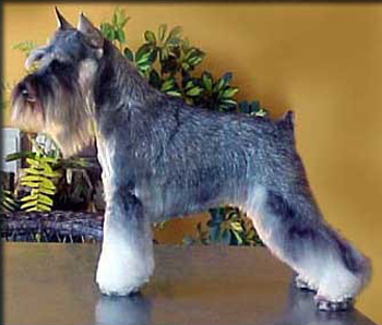 beauideal schnauzers