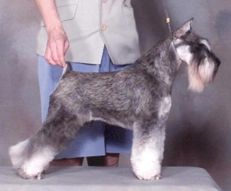 beauideal schnauzers